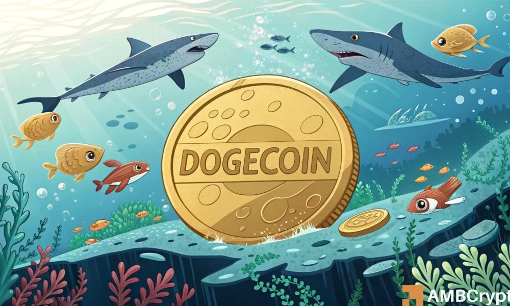 狗狗币——比特币反弹后,memecoin 的发展如何?